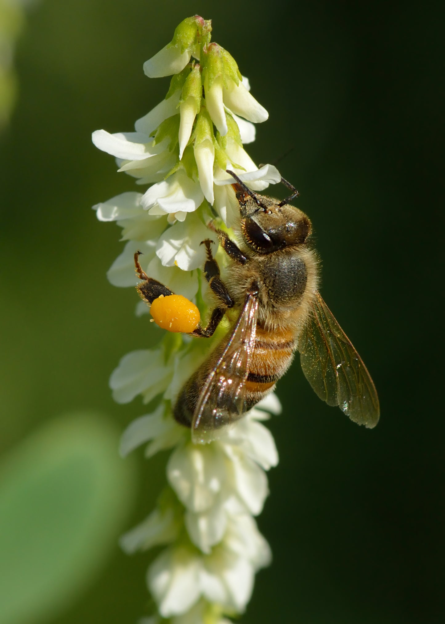 Bee Pollen Granules